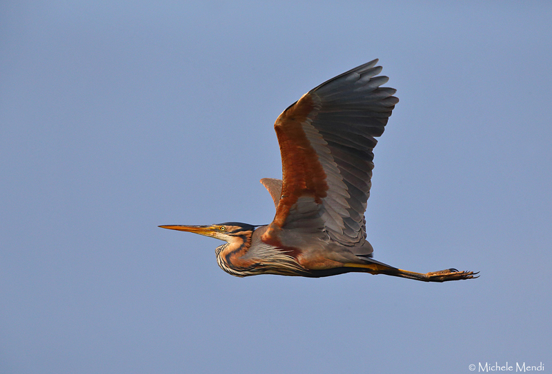 Purple heron