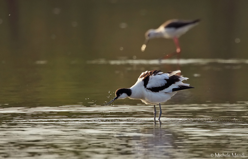 Pied avocet