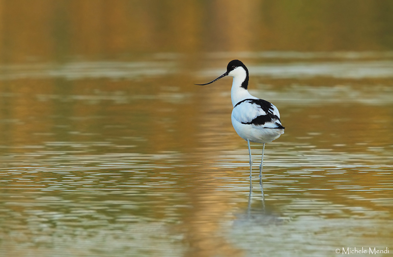 Pied avocet