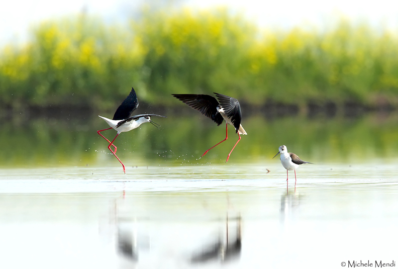Black-winged stilt