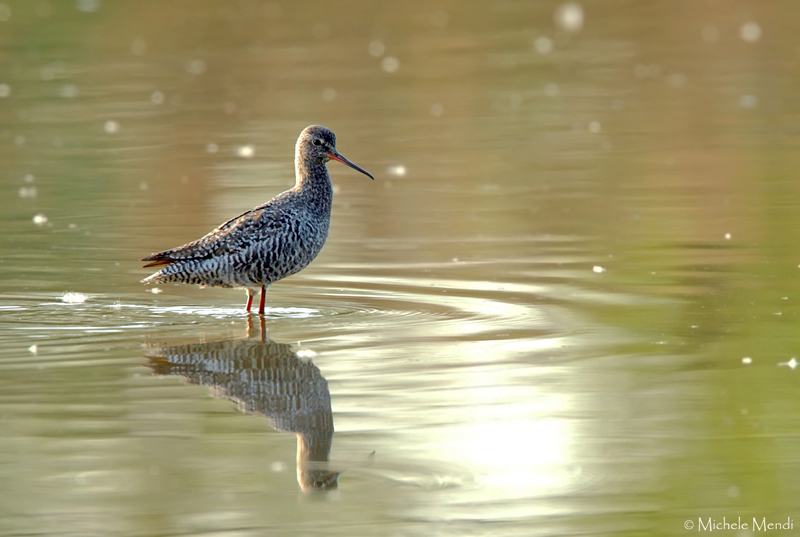 Spotted redshank