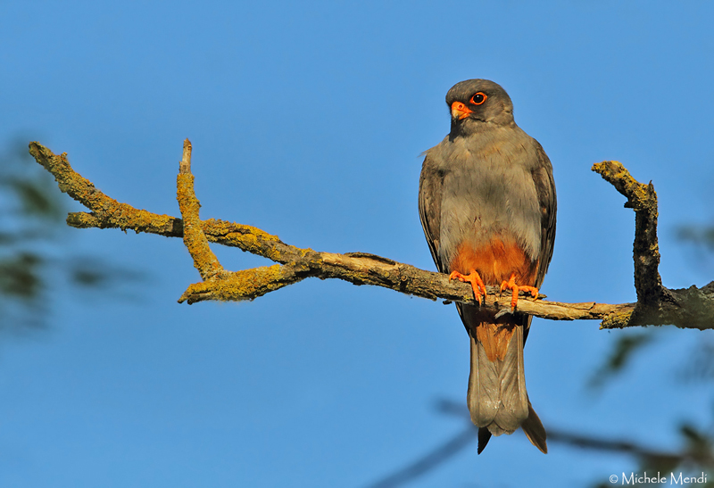 Red footed falcon