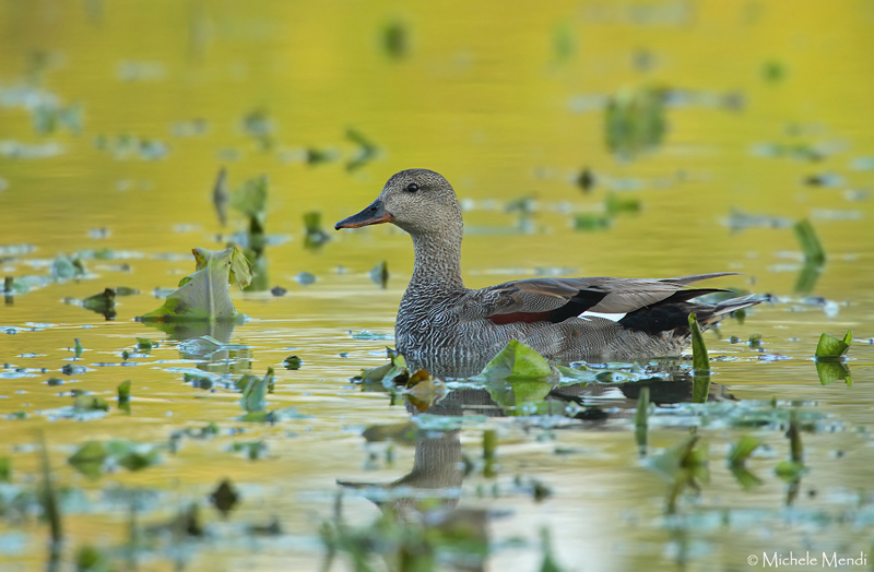 Gadwall