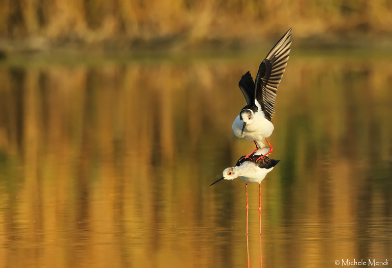 Black-winged stilt