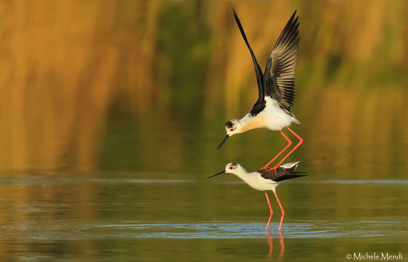 Black-winged stilt