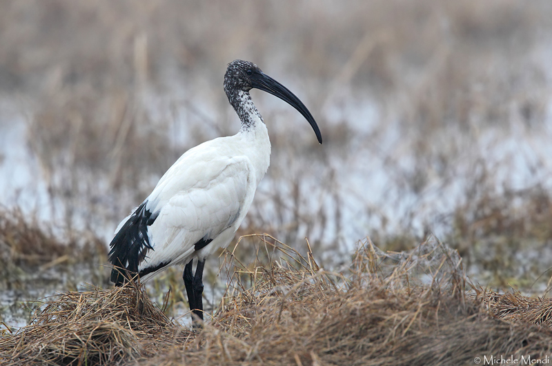 African sacred ibis