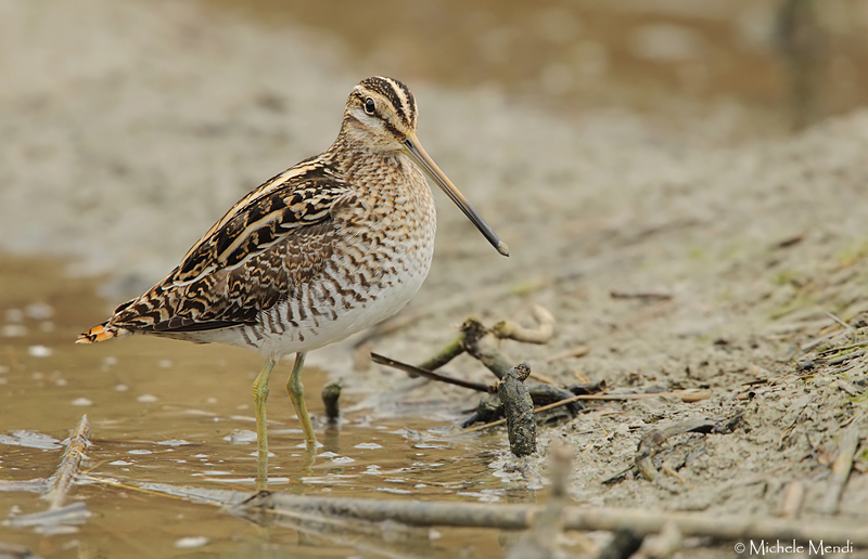 Common snipe