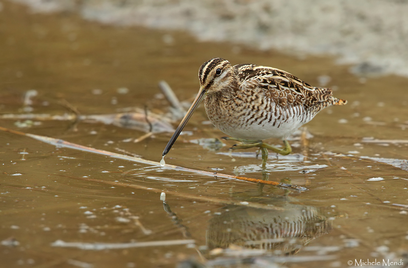 Common snipe