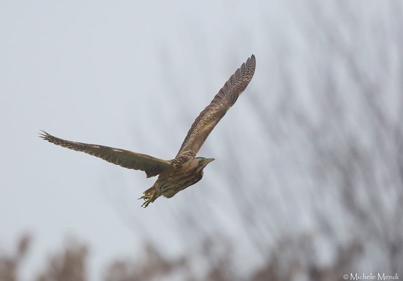 Bittern