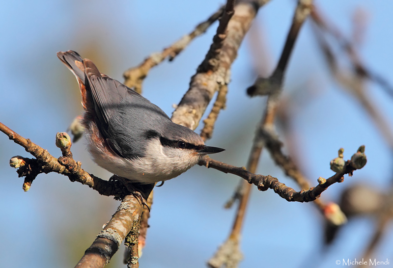 Nuthatch