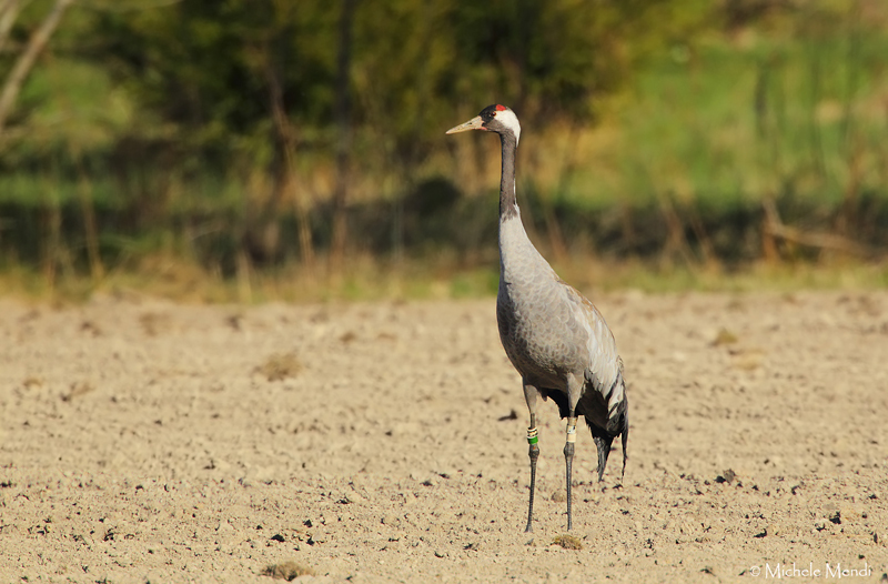 Crane