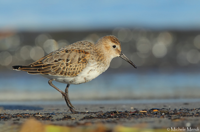 Dunlin