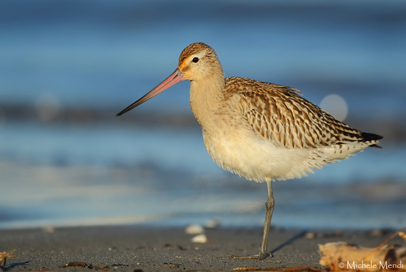 Bar-tailed godwit