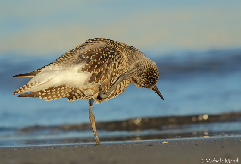 Grey plover
