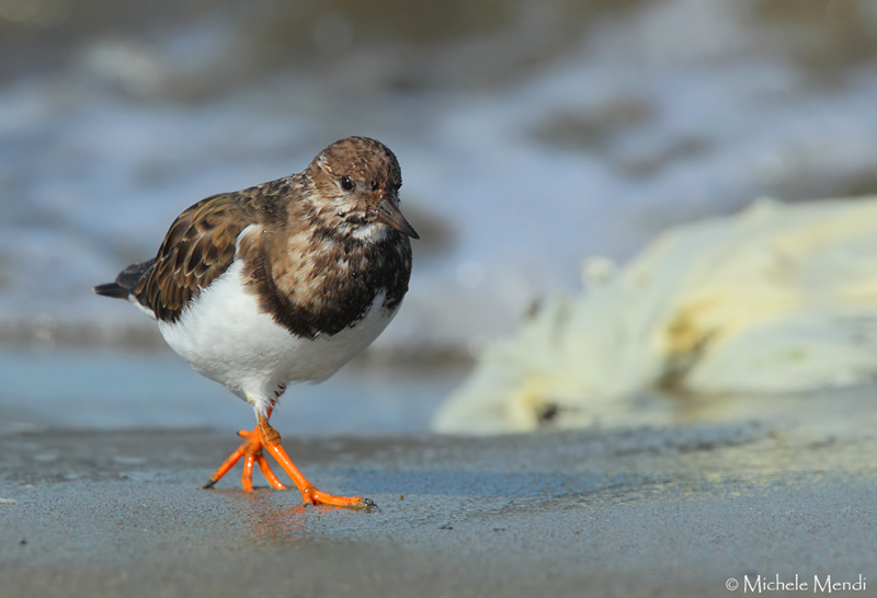 Ruddy turnstone