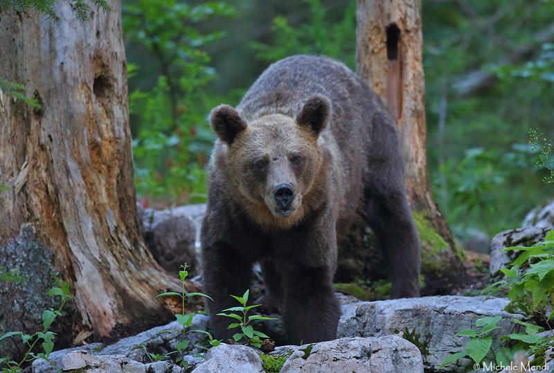 Brown bear 