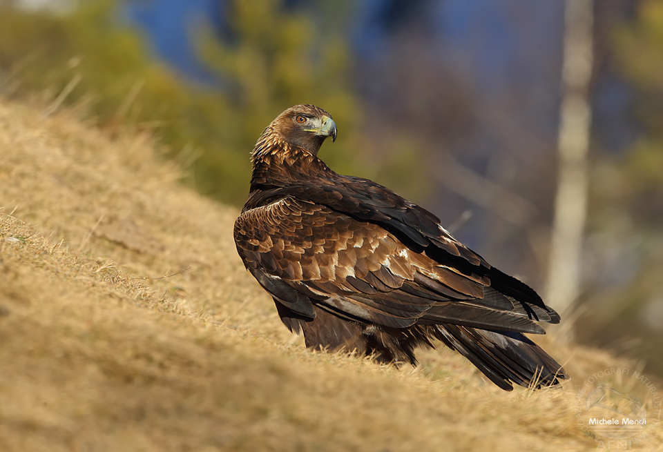 Golden eagle