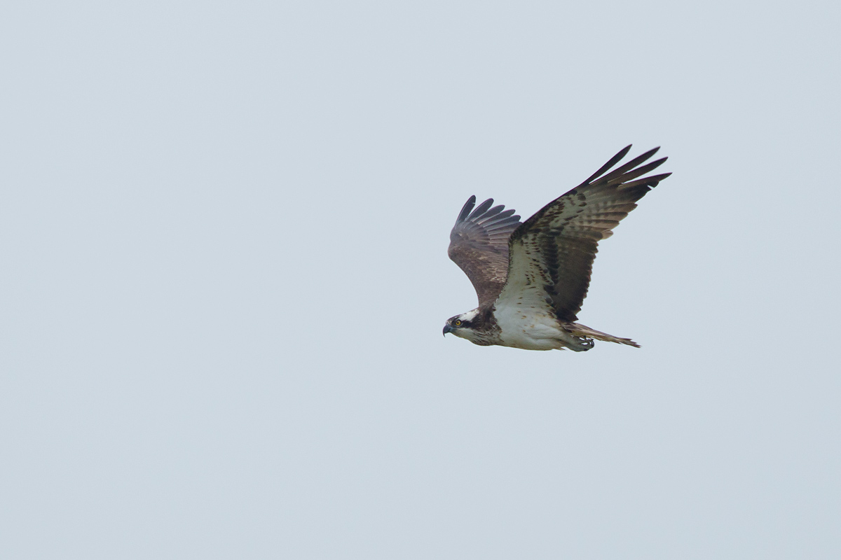 2013-05-17 visarend ijsselmonding 3.jpg