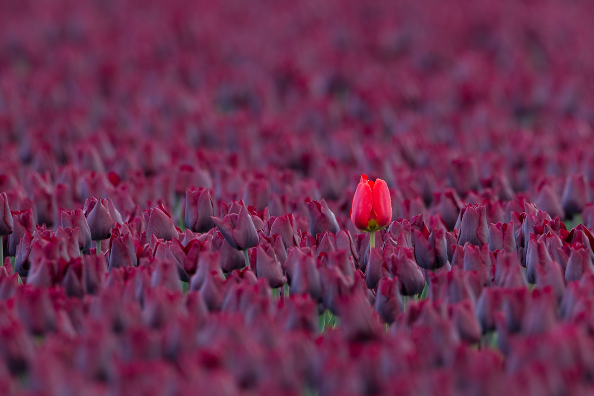 2013-05-  tulp nop 2.jpg