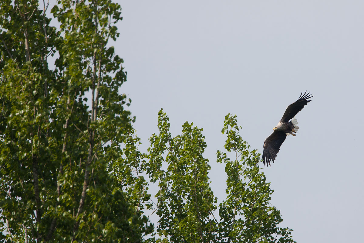 2013-05-31 bos zeearend.jpg