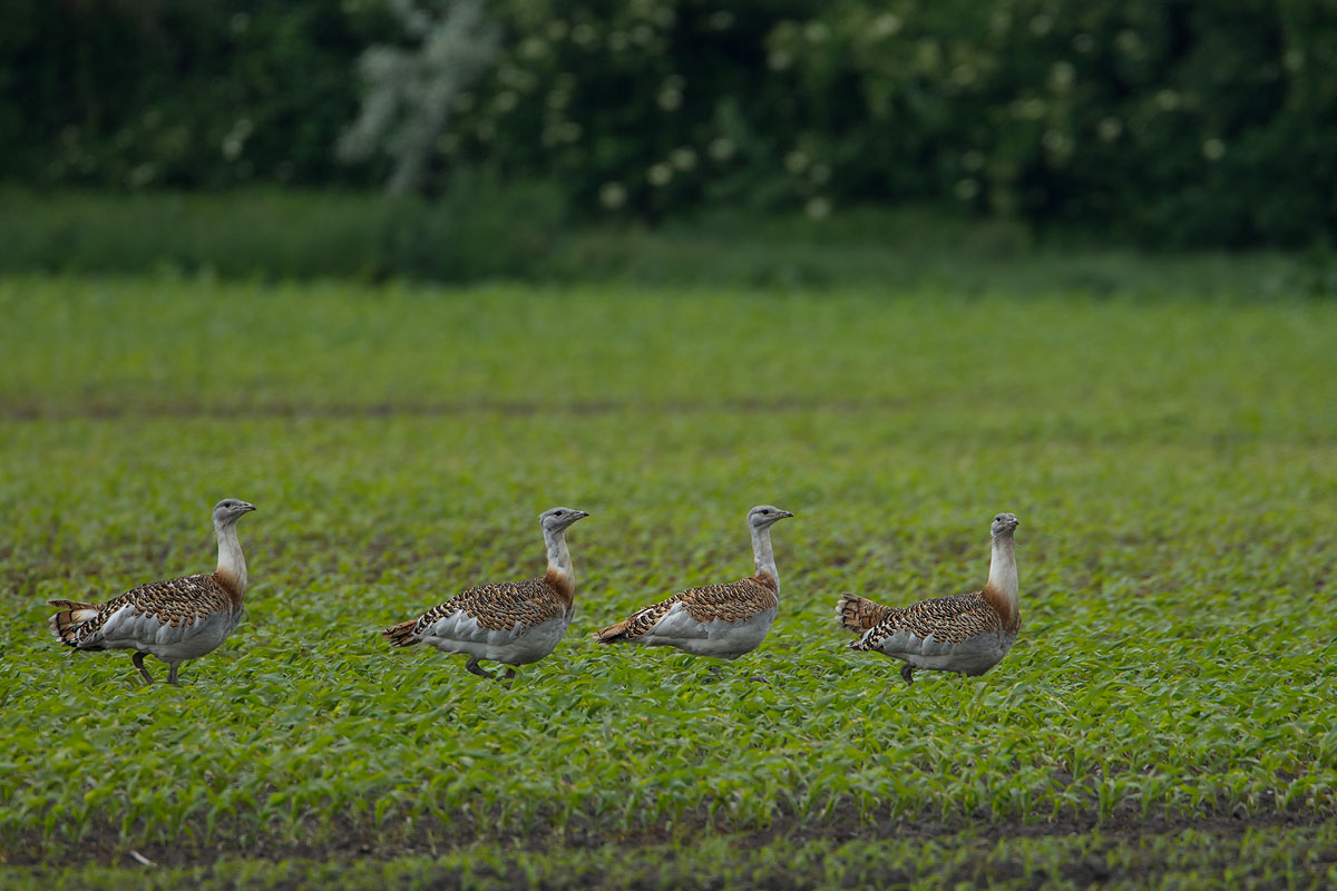 2013-06-04 oostenrijk grote trap.jpg