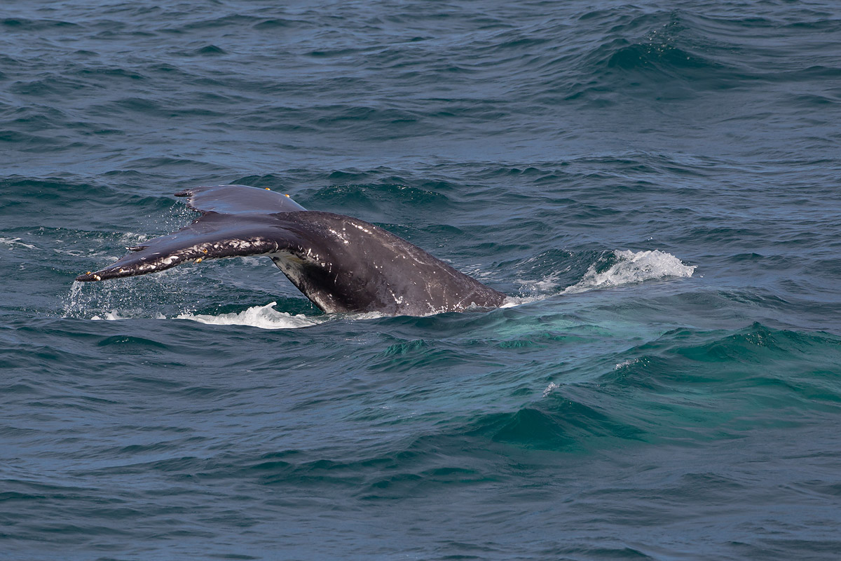 2013-09-13 bultrug brazil 11.jpg