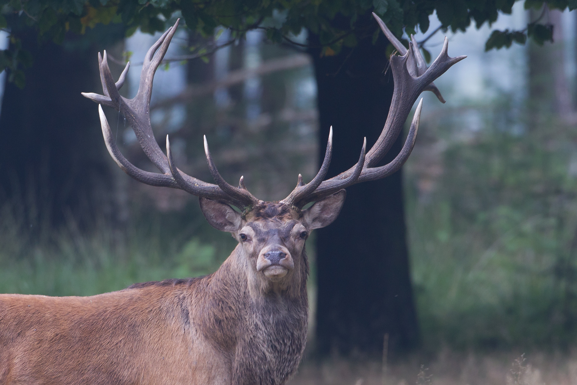 2013-09-25 veluwe edelhert 2.jpg