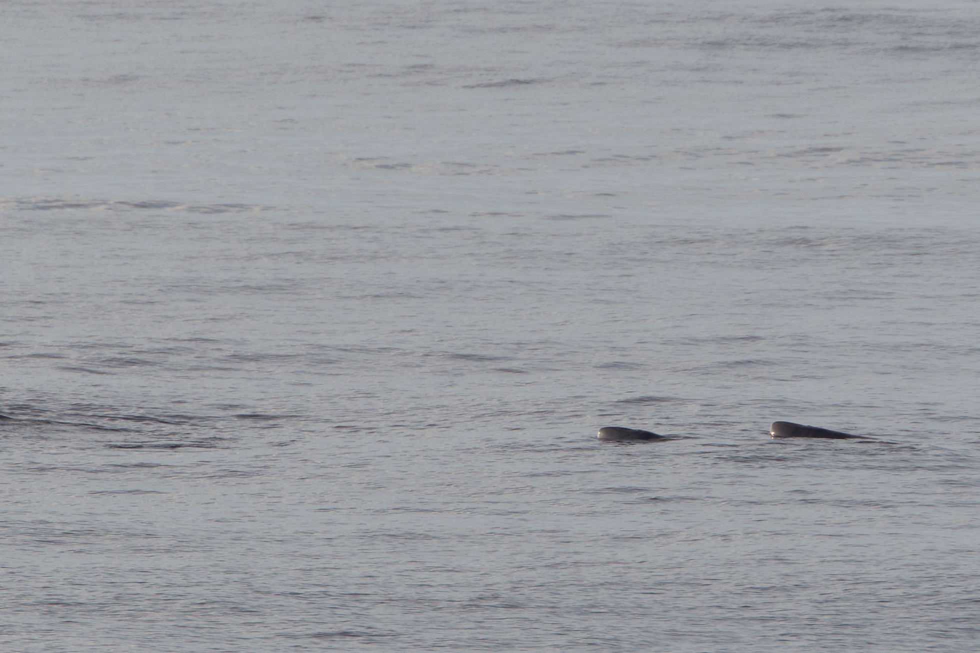 2013-09-13 dolvis madeira 4.jpg