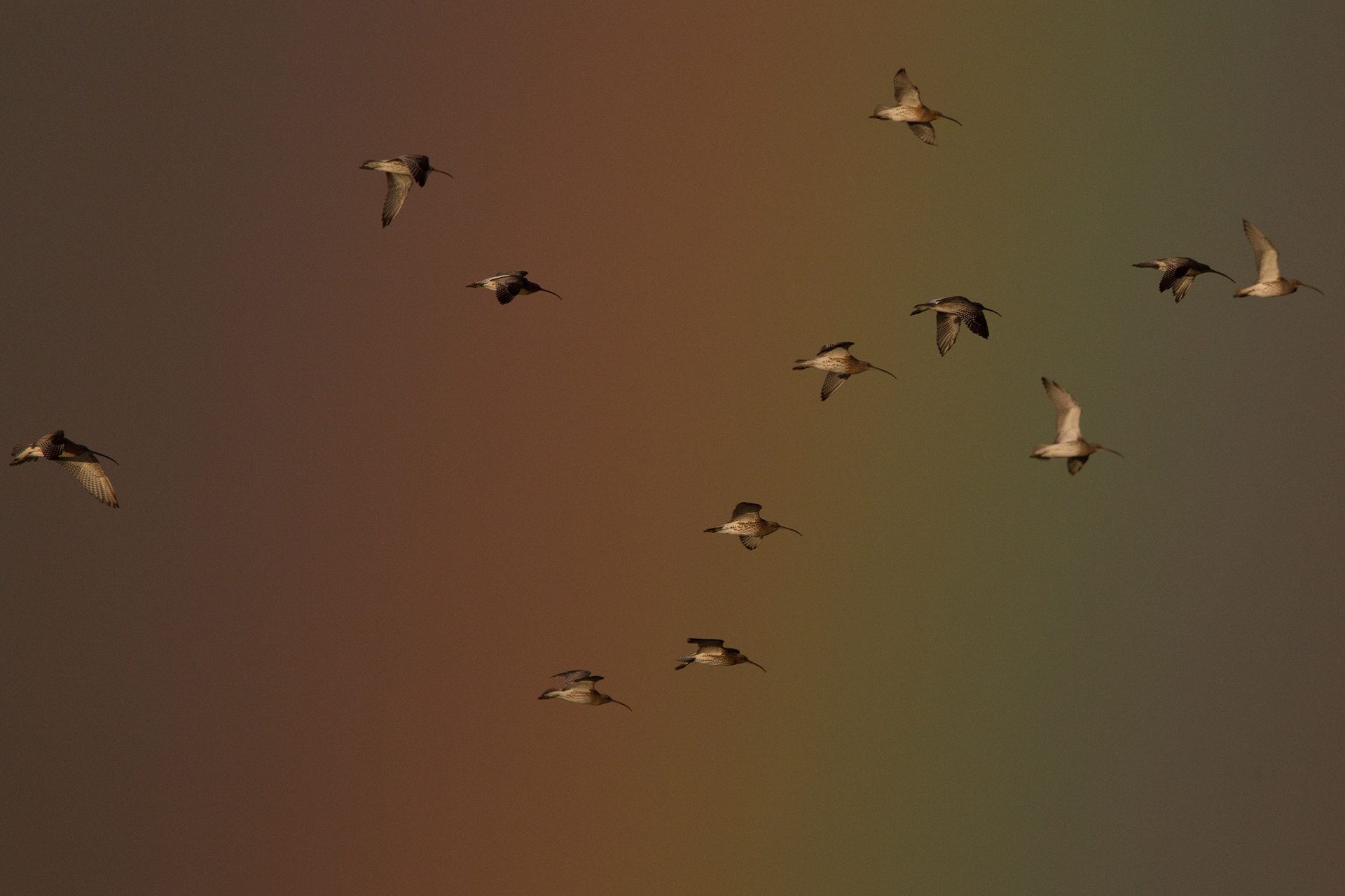 2013-10-23 wulp vossemeer.jpg