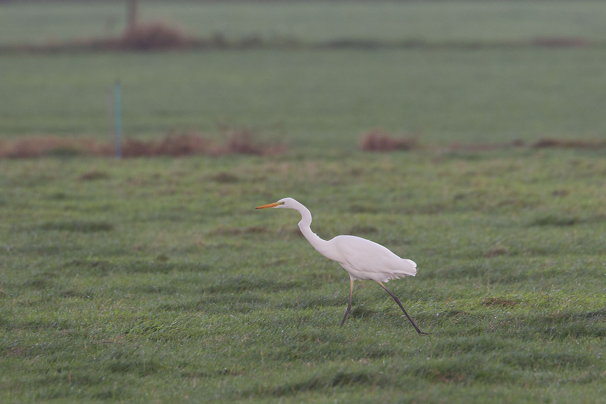2013-10-30 mastenbroek grote zilver 1 fb.jpg
