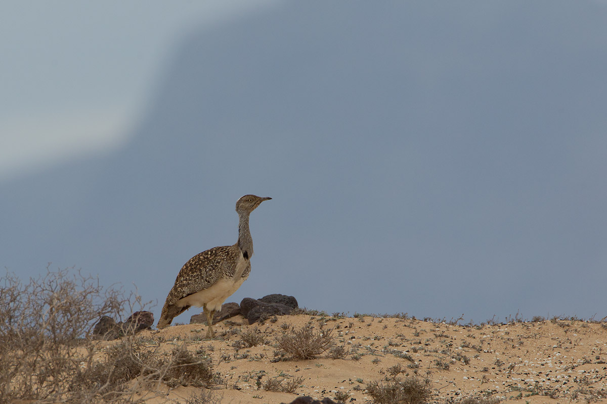 2013-11-12 kraagtrap lanzarote.jpg