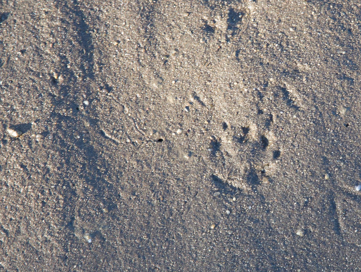 2013-11-24 otter ijm.jpg