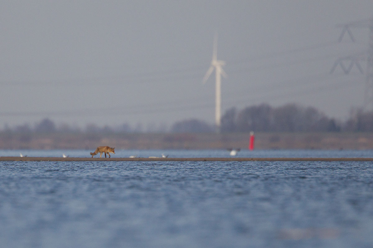 2014-02-17 ijsselmonding vos.jpg