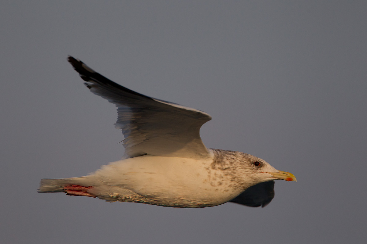 2014-03-03 herring gull.jpg