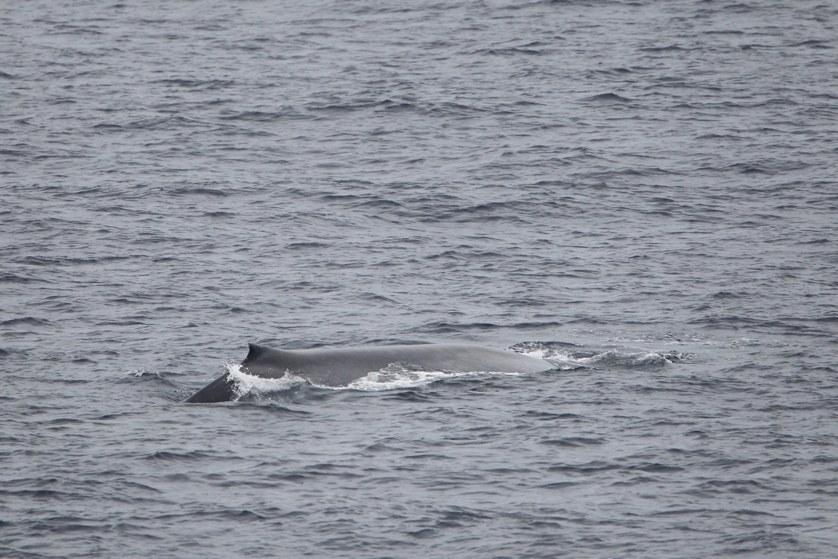 2014-03-28 blauwe vinvis srilanka 3.jpg