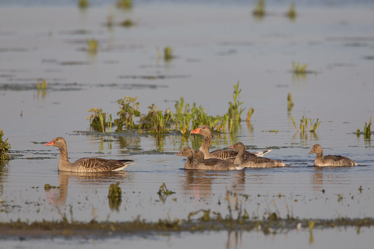 22-05-2014 grauwe gans.jpg