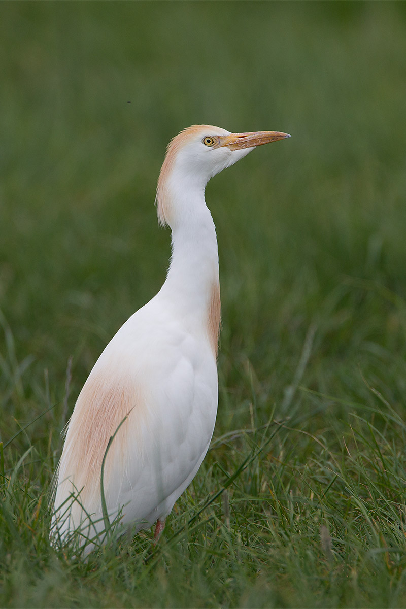 2014-07-02 koereiger mastenbroek 4.jpg