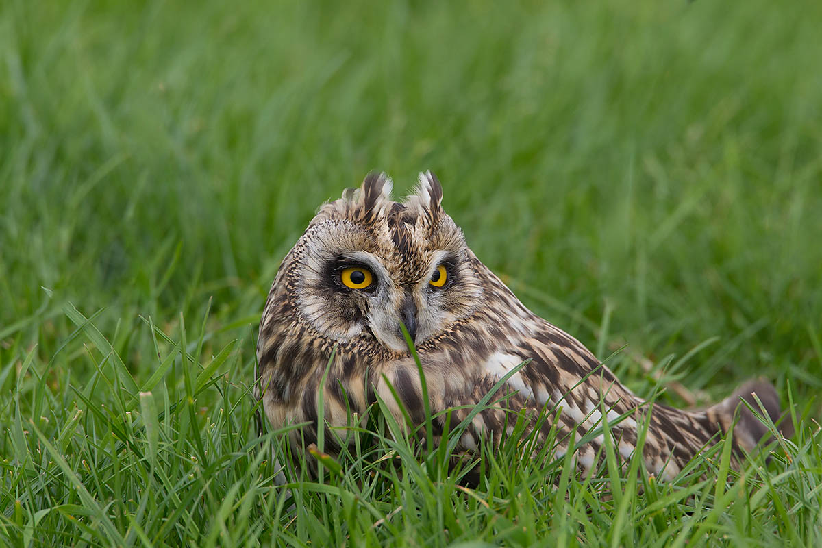 2014-09-09 velduil mastenbroek 3.jpg