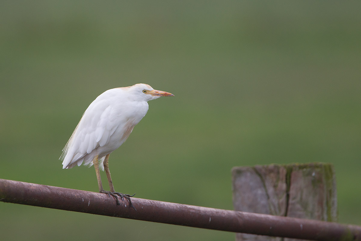 2014-09-10 koereiger mastenbroek.jpg