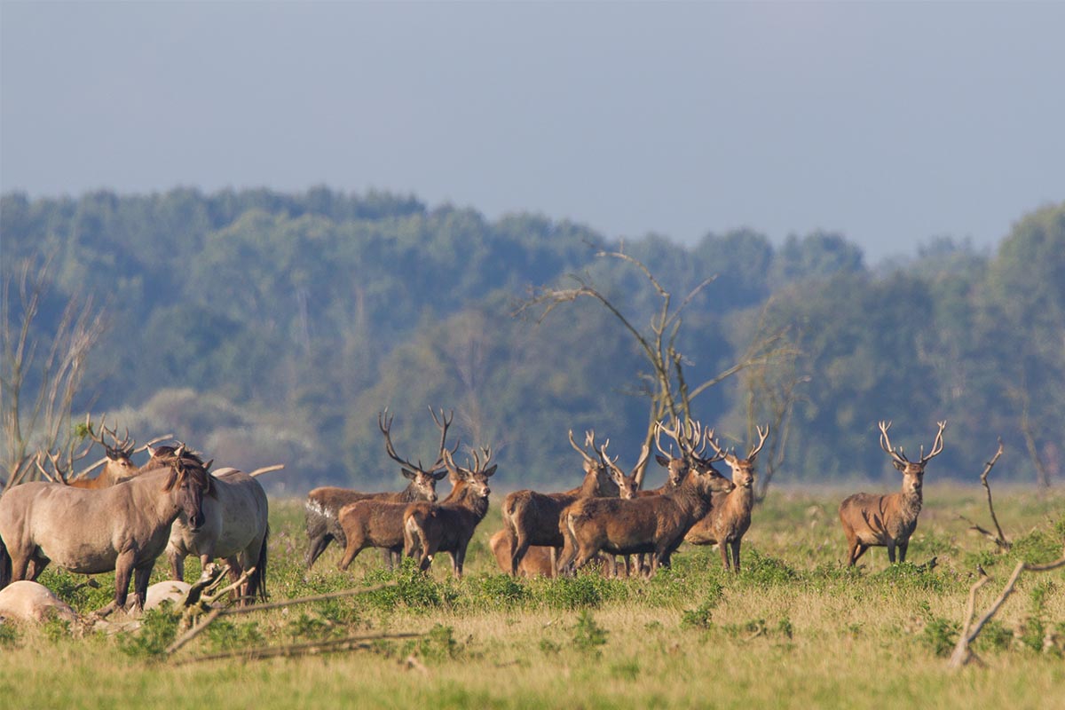 2014-09 edelhert flevoland 4.jpg