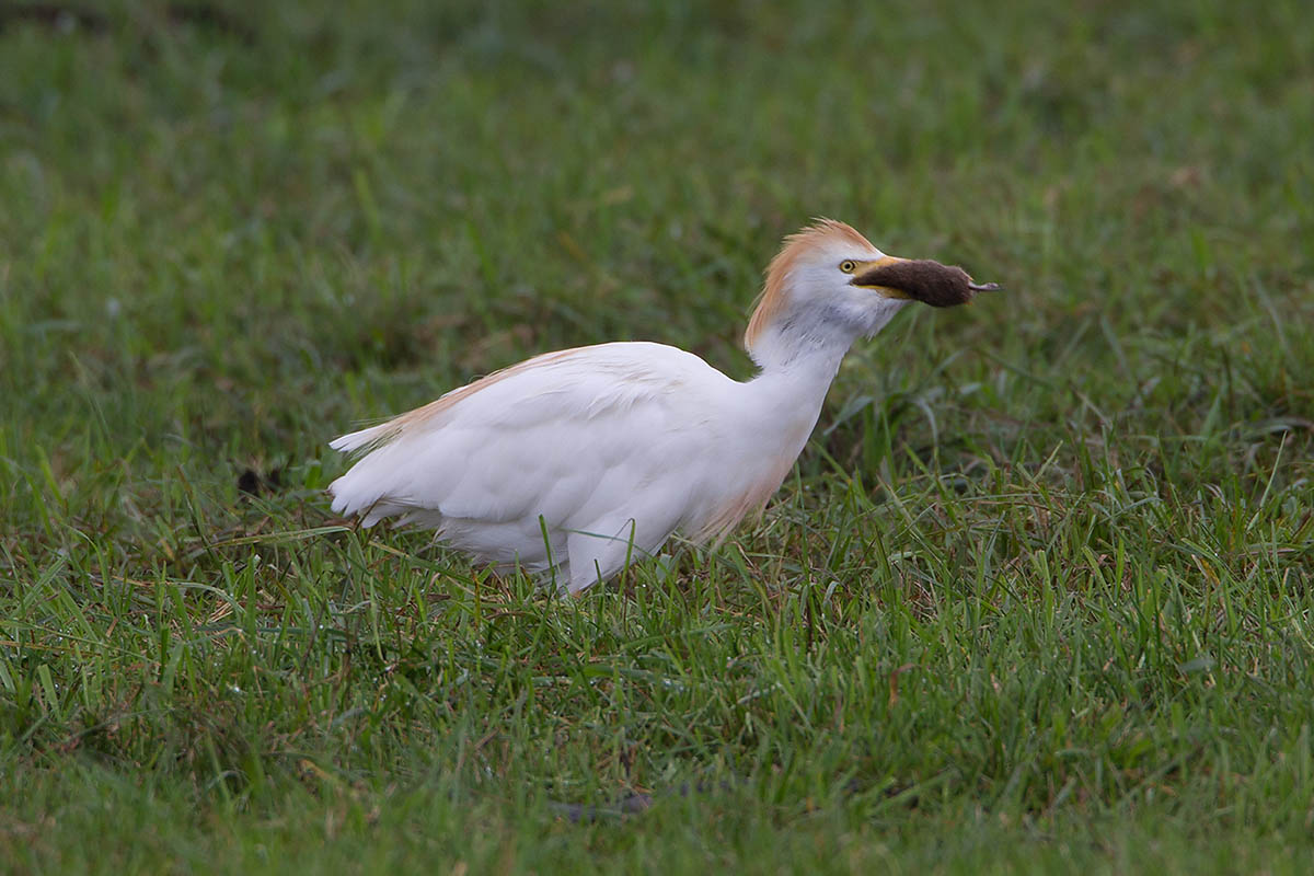 2014-09-26 koereiger mastenbroek 4.jpg