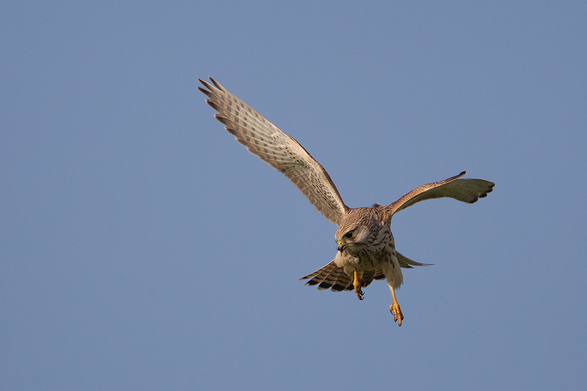 11-10-2014 mastenbroek torenvalk.jpg
