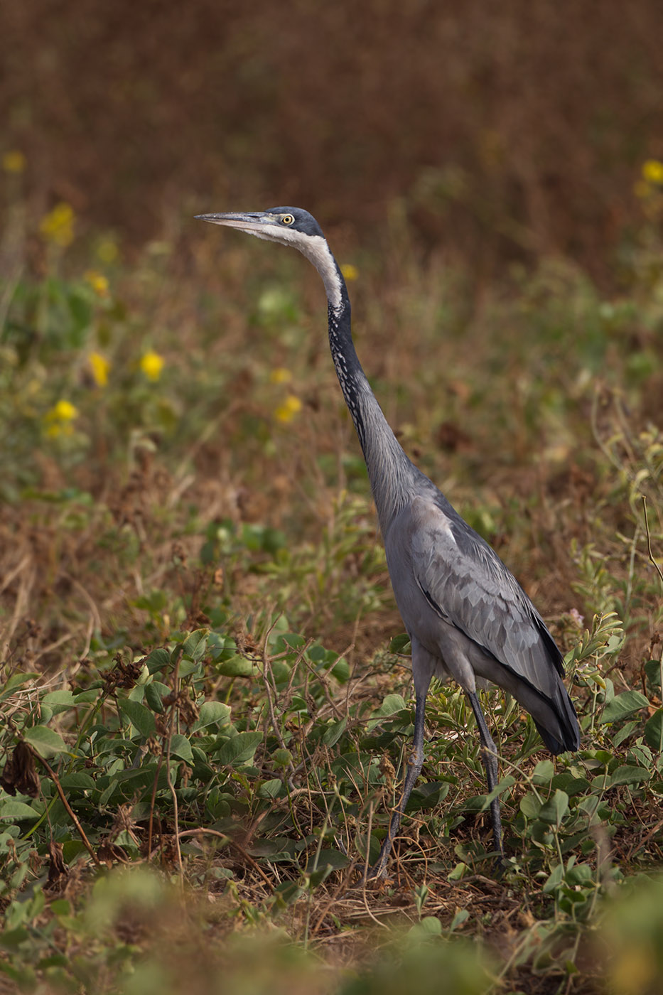 2015-01-14 Gambia zwartkopreiger.jpg