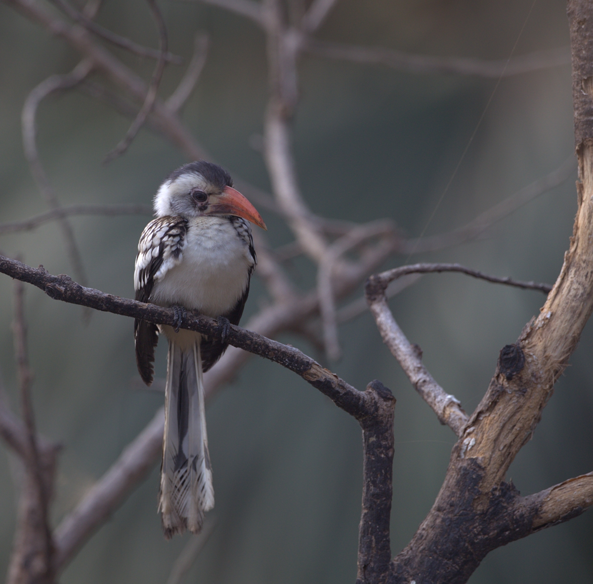 2015-01-14 red billed hornbill gambia 2.jpg