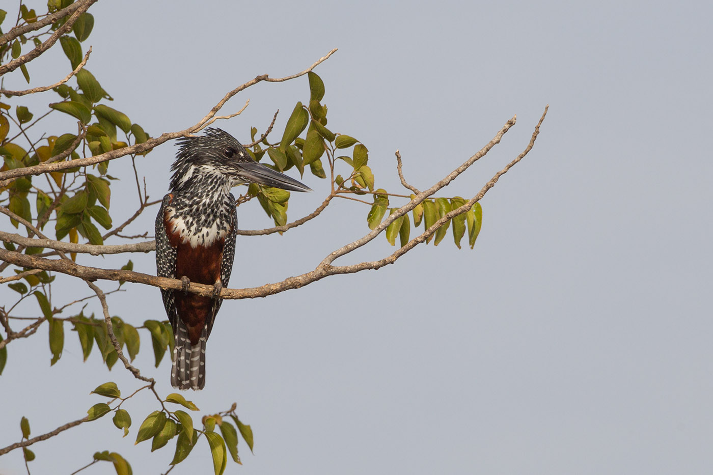 2015-01-15 gambia afrikaanse reuzenijsvogel.jpg