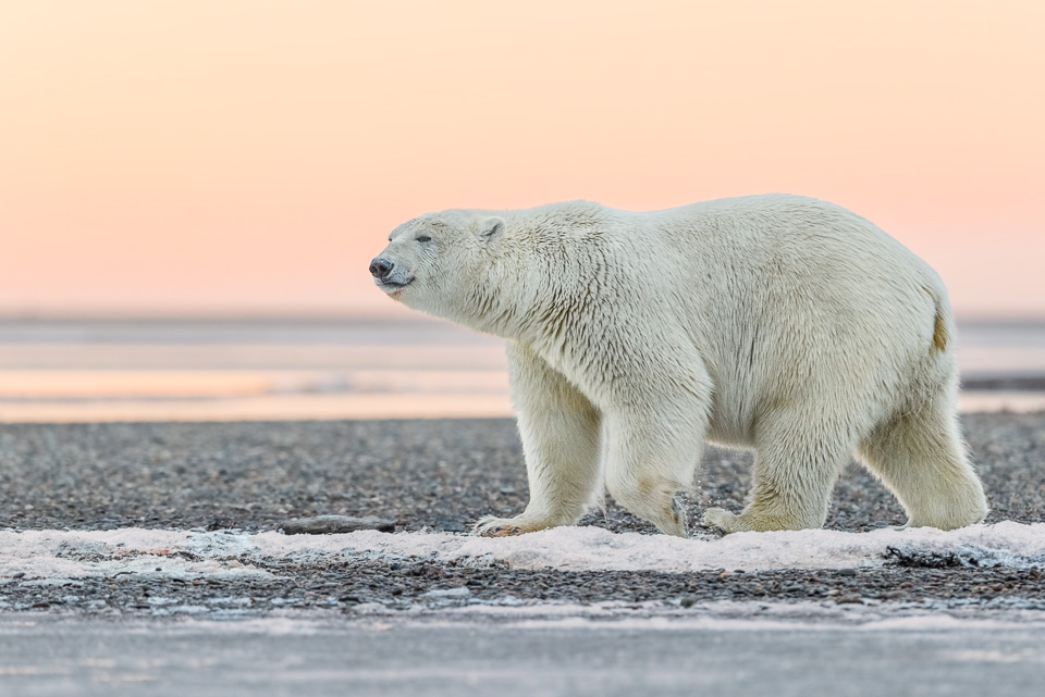 Ursus Maritimus