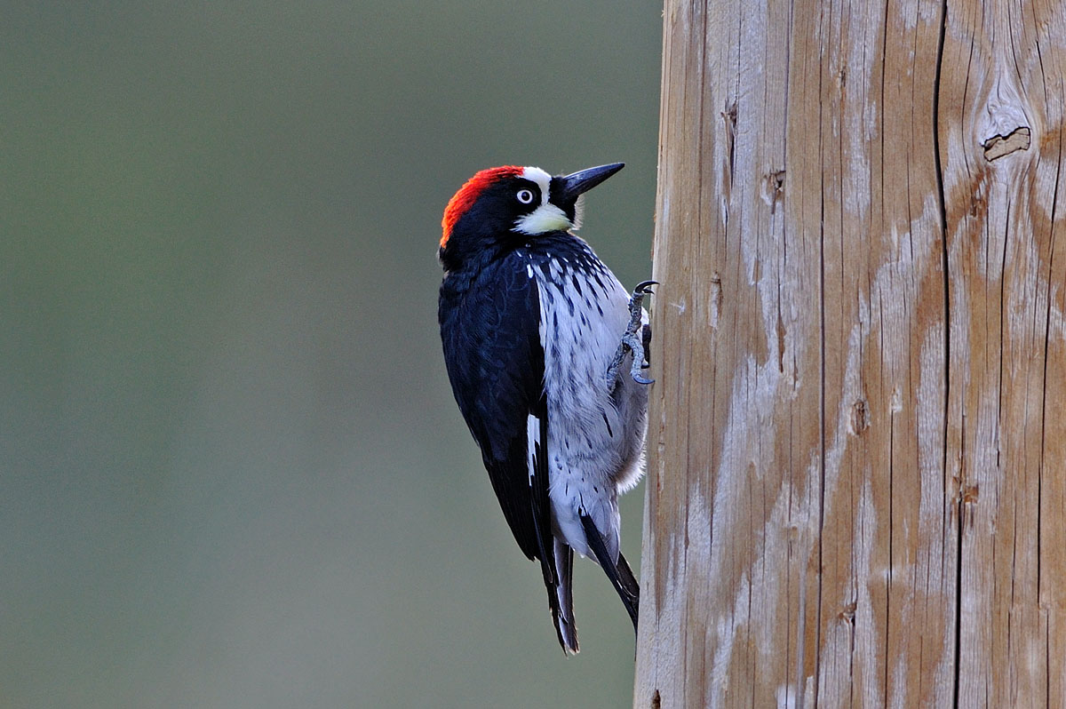 Acorn Woodpecker