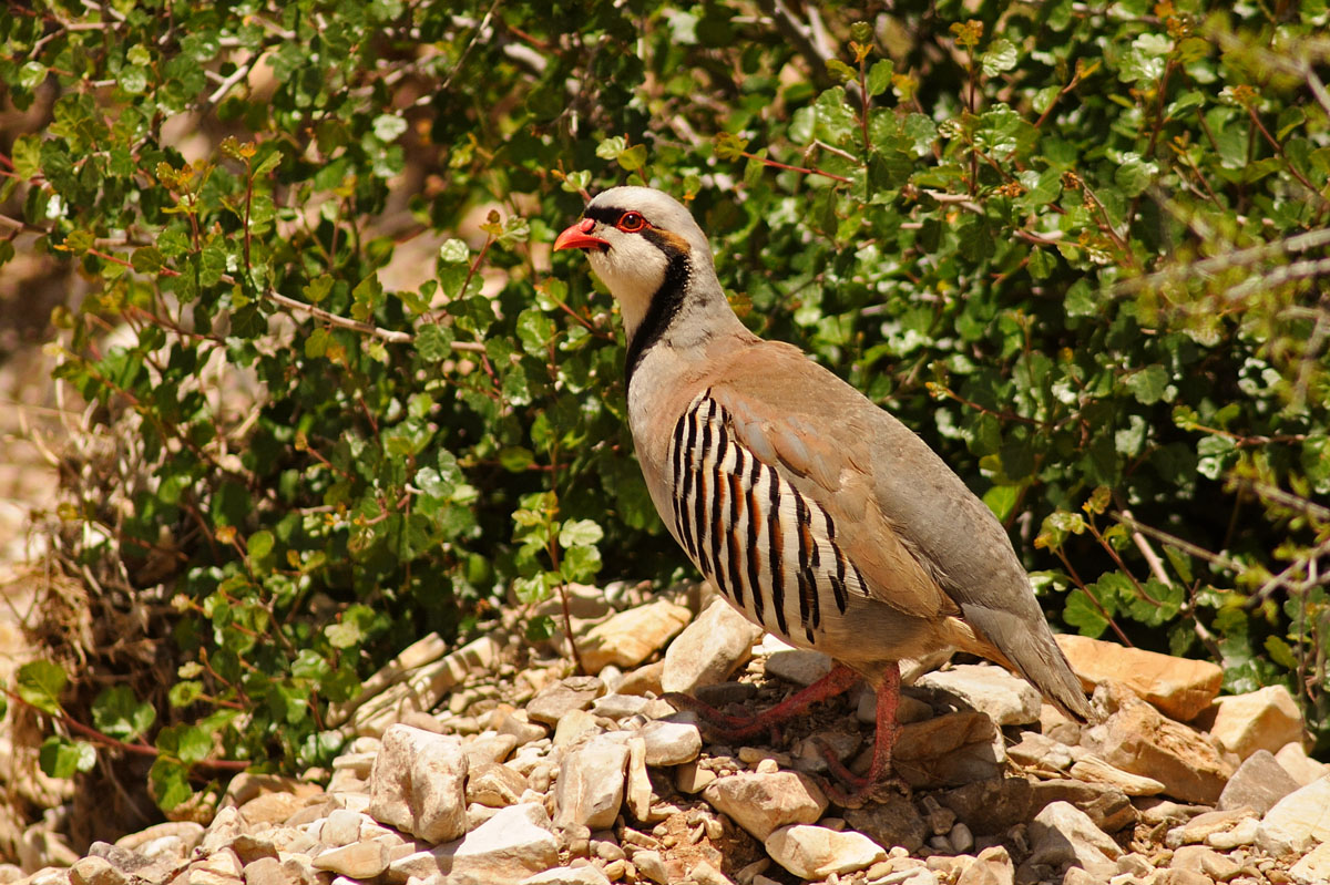 Chukar