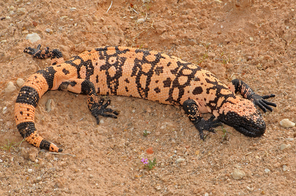 Banded Gila Monster