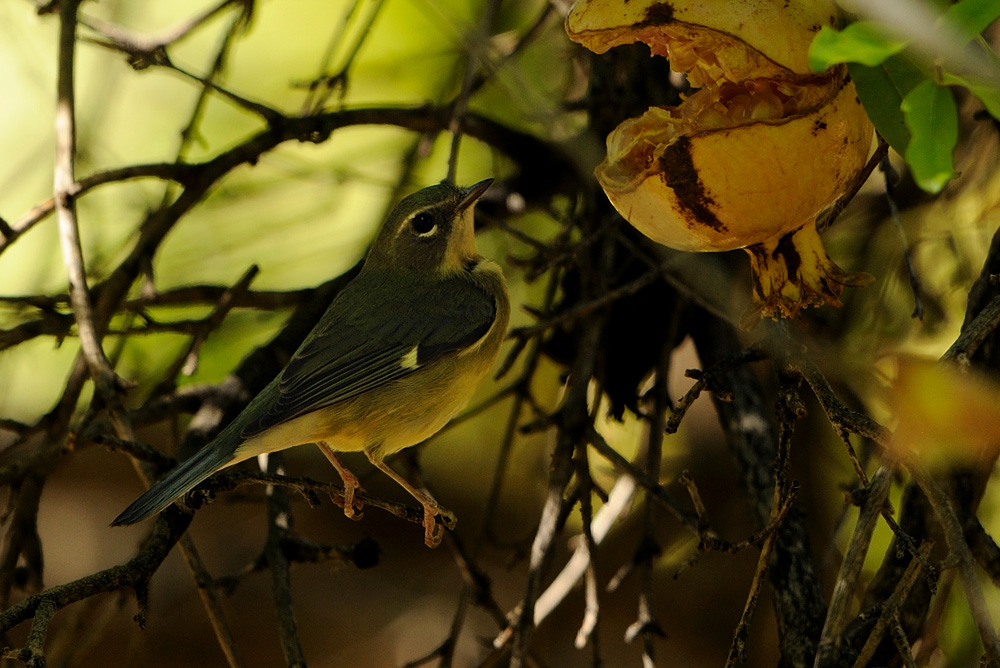 Black-throated Blue Warbler